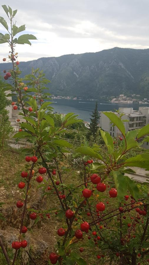 Apartment Jelena Kotor Eksteriør billede