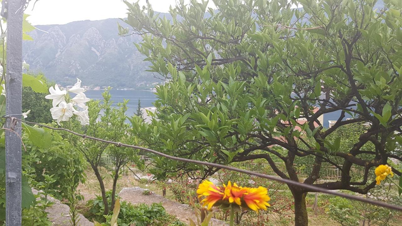 Apartment Jelena Kotor Eksteriør billede